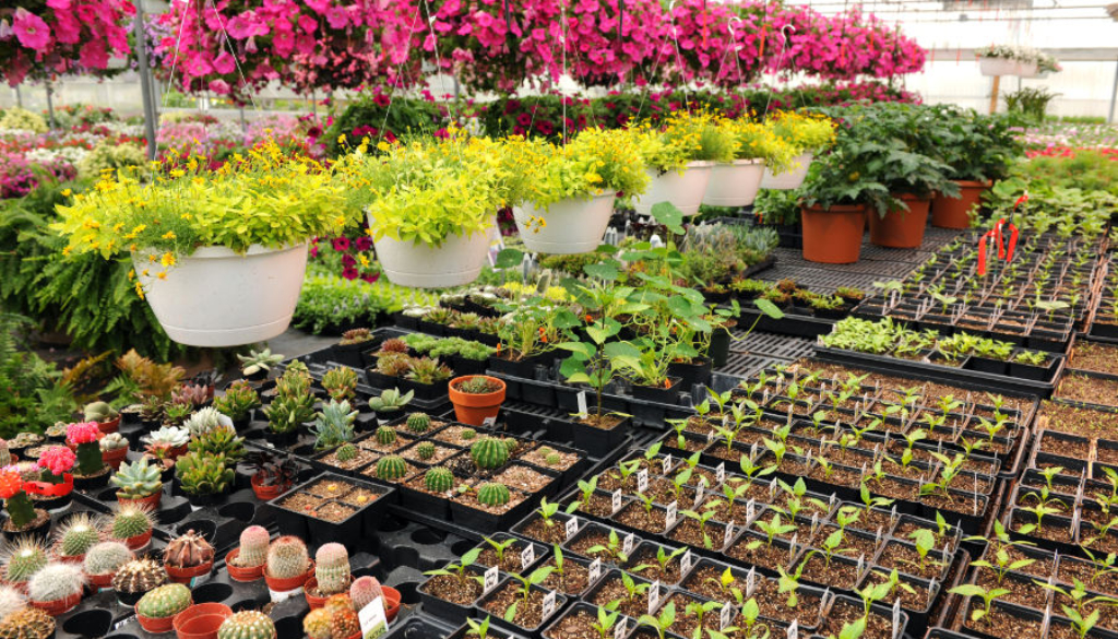 Various,Flowers,And,Cactus,Plants,Inside,Nursery