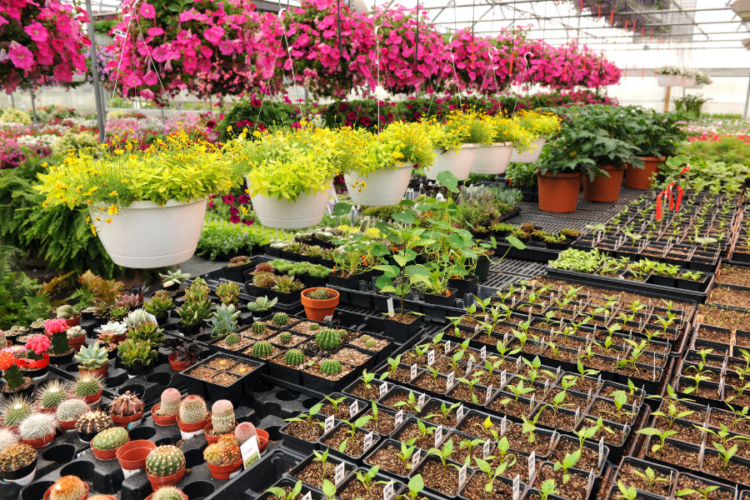 Various,Flowers,And,Cactus,Plants,Inside,Nursery