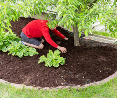 A person mulching