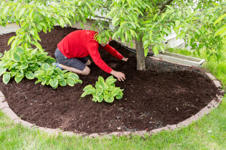 A person mulching